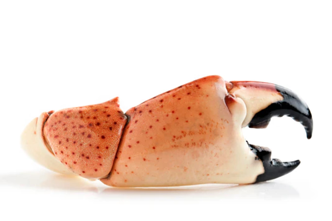 Stone Crabs West Palm Beach