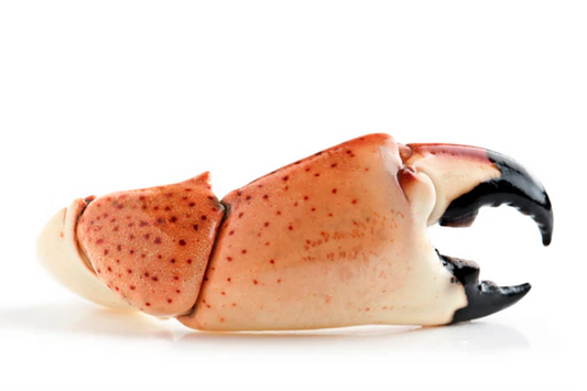 Stone Crabs West Palm Beach