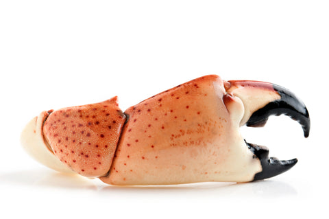 Jumbo stone crab